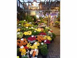 Vente de fleurs sur le Bloemenmarkt