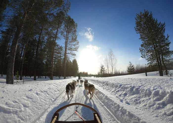 Balade en traneau  chiens  travers une fort enneige en Laponie
