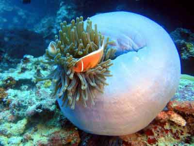 poisson-clown dans la mer des Philippines