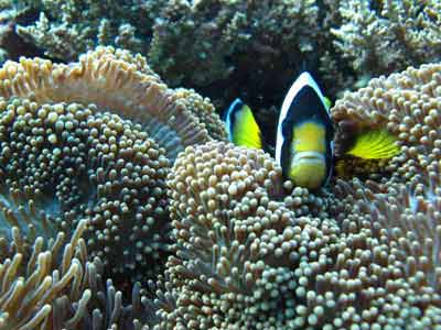 poisson jaune et noir, baptême de plongée, Maldives