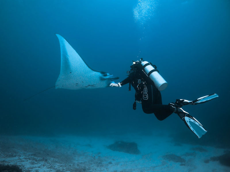 plongeur à côté d'une raie manta en Australie
