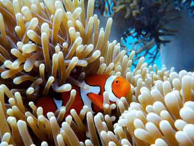 poisson-clown dans les eaux du golfe de Siam