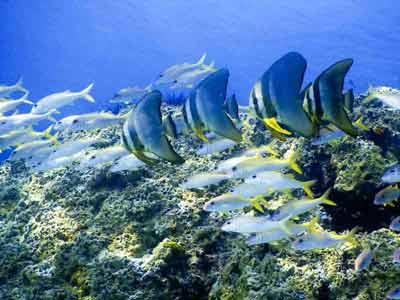 banc de poissons multicolores en Thailande pris en photo lors d'un bapteme de plongée