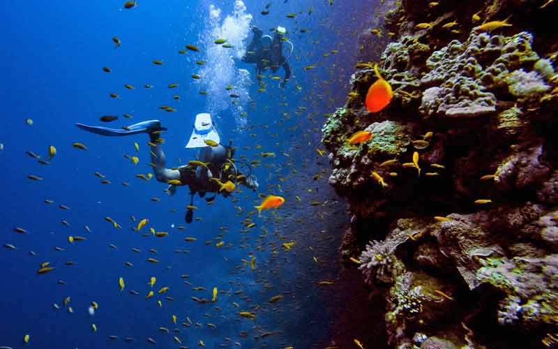 plongeurs en combinaison noire nageant avec un banc de poissons