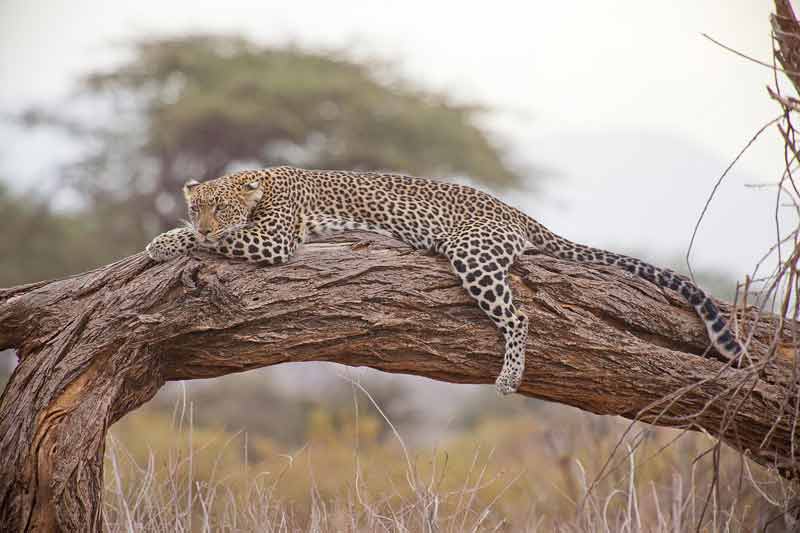 Léopard allongé sur un tronc d'arbre dans la savane tanzanienne, safari en Tanzanie