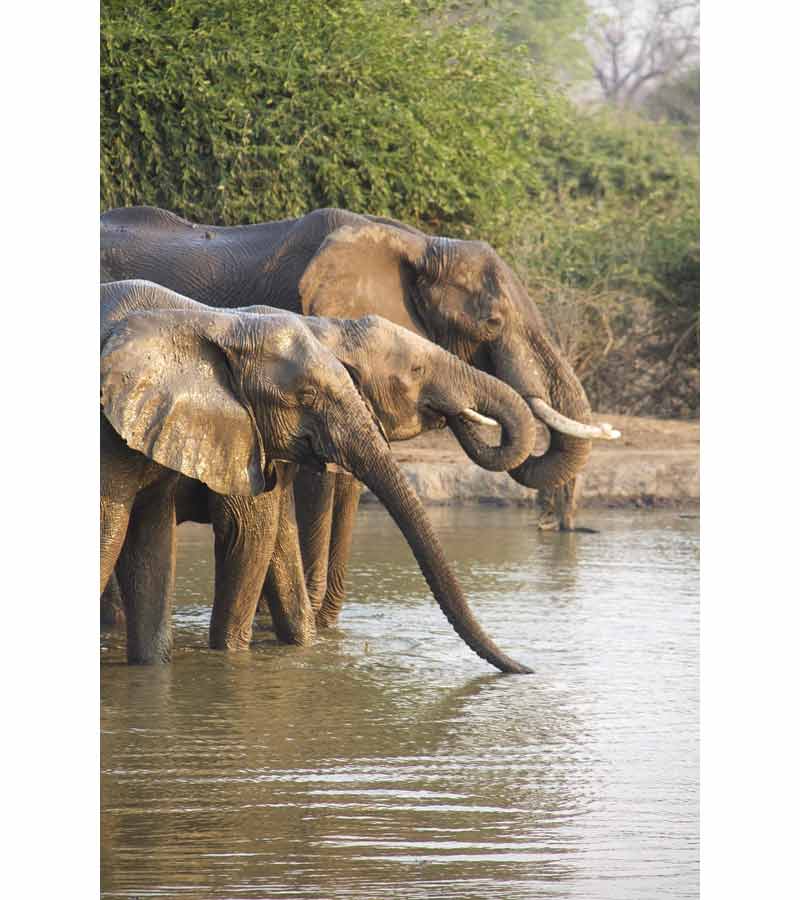 Troupeau d'éléphants d'Afrique s'abreuvant au bord d'une rivière