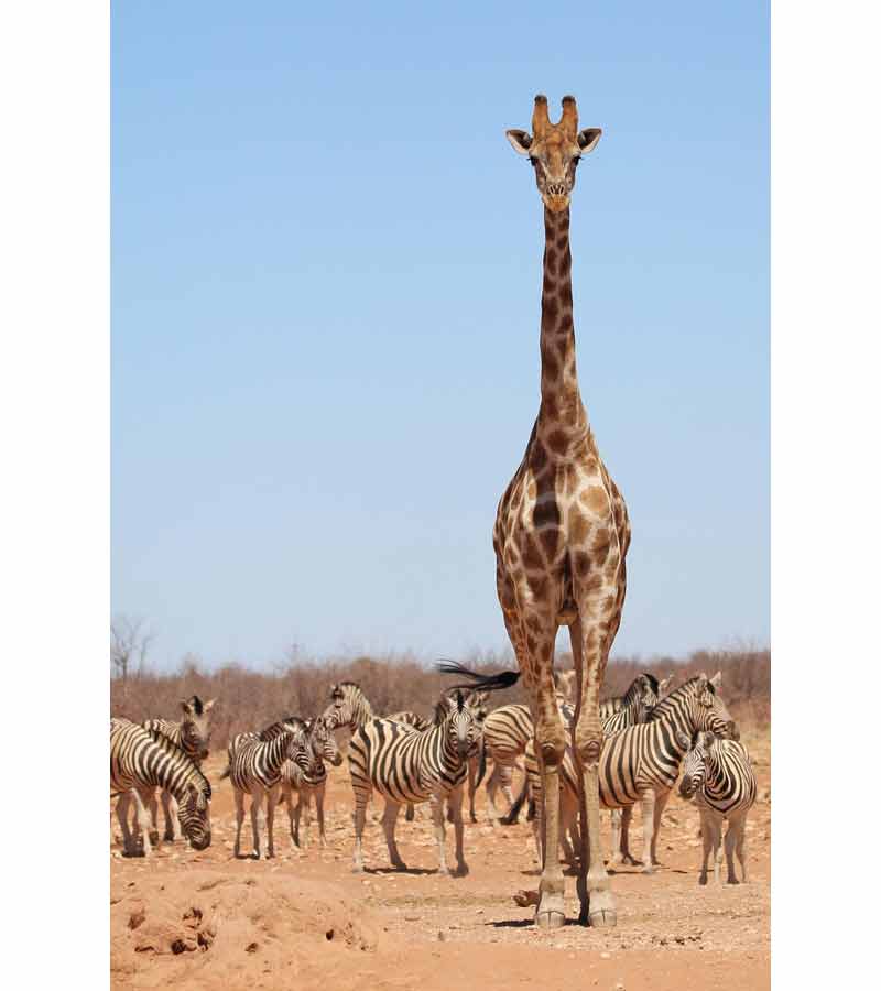 Girafe dominant un groupe de zèbres dans la savane africaine