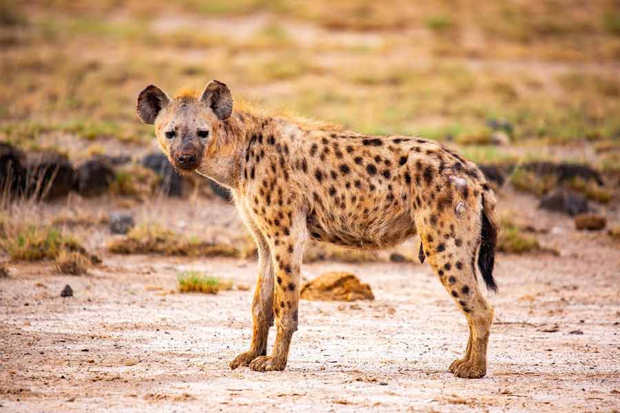 Hyène tachetée en pleine savane tanzanienne, prédateur observé lors d'un safari en Tanzanie