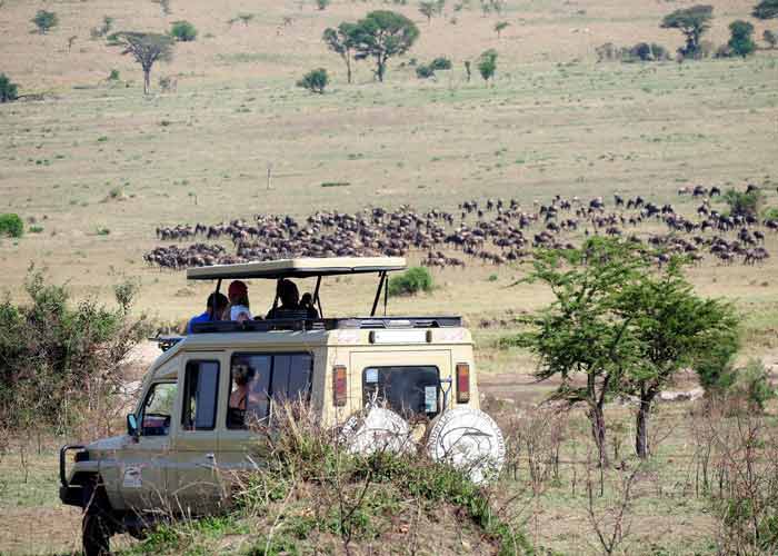 Touristes observant une migration de gnous depuis un v�hicule de safari � toit ouvrant dans le parc du Serengeti, Tanzanie
