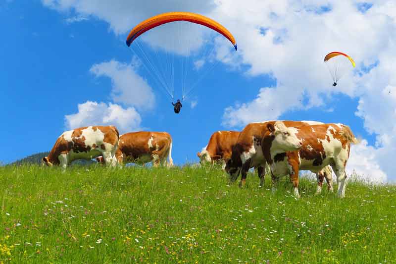 Vaches en alpage fleuri sous un ciel bleu avec des parapentes en vol, typique des activités estivales à la montagne