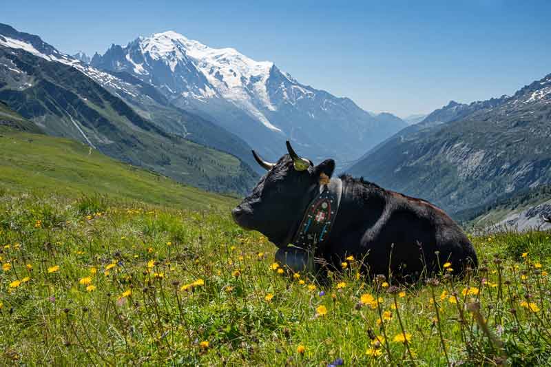 Vache noire allongée dans un pré fleuri de montagne, face au Mont-Blanc enneigé sous un ciel bleu éclatant