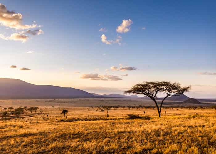 Paysage de savane africaine au coucher du soleil, avec des herbes dores, des acacias solitaires et des montagnes en arrire-plane