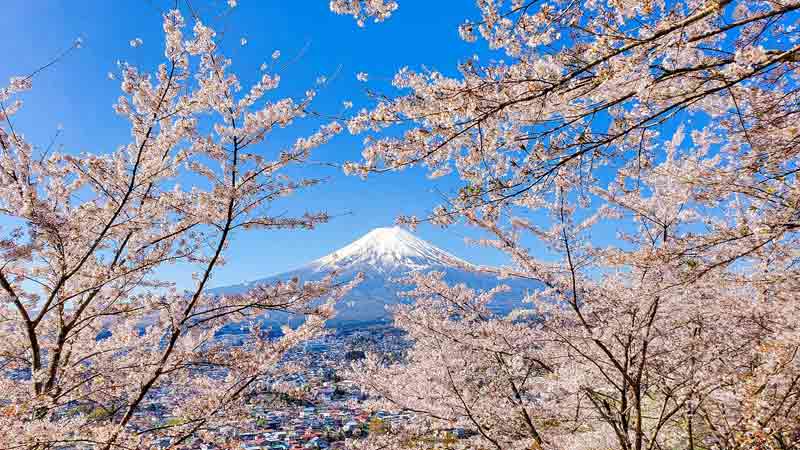 Vue sur les cerisiers en fleur et sur le mont Fuji