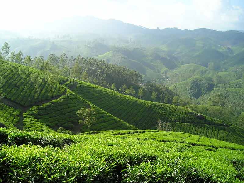 Plantation de thé en Inde