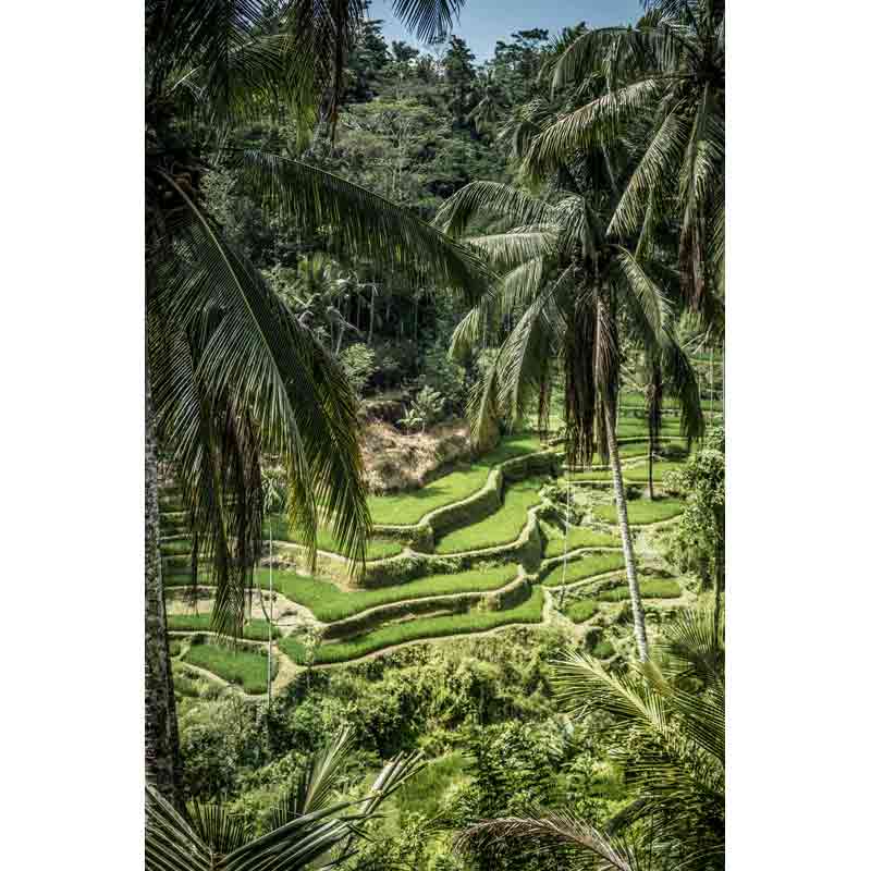Rizières en terrasses de Tegallalang près d’Ubud à Bali, entourées de palmiers et de jungle tropicale
