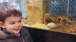 langoustes vivantes dans un aquarium de la poissonnerie Bellocq, marché Victor Hugo de Toulouse