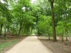 Sentier dans le Tiergarten, forêt en plein cœur de Berlin