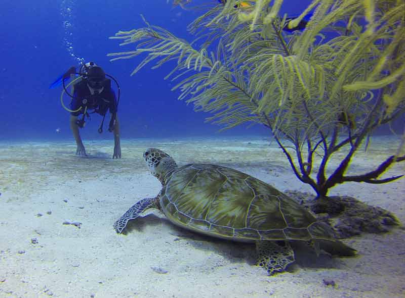 Plongée sous-marine aux Philippines