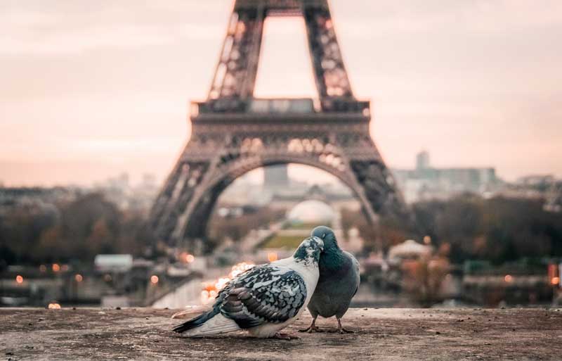 Pigeons qui roucoulent devant la tour Eiffel, Paris (France)