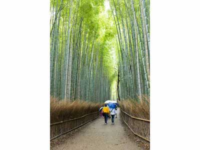 Forêt de bambou à Sagano (Japon)