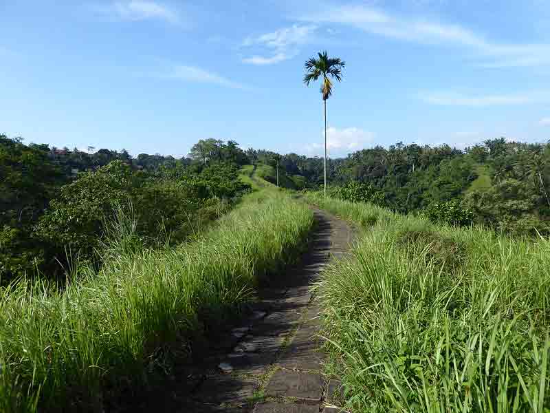 Promenade sur la crête de Campuhan (Campuhan ridge walk)