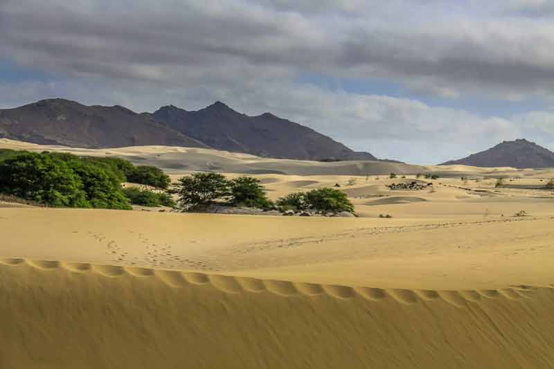 Dunes de sable doré de Boa Vista au Cap-Vert avec arbres isolés et massif montagneux volcanique en arrière-plan sous un ciel nuageux
