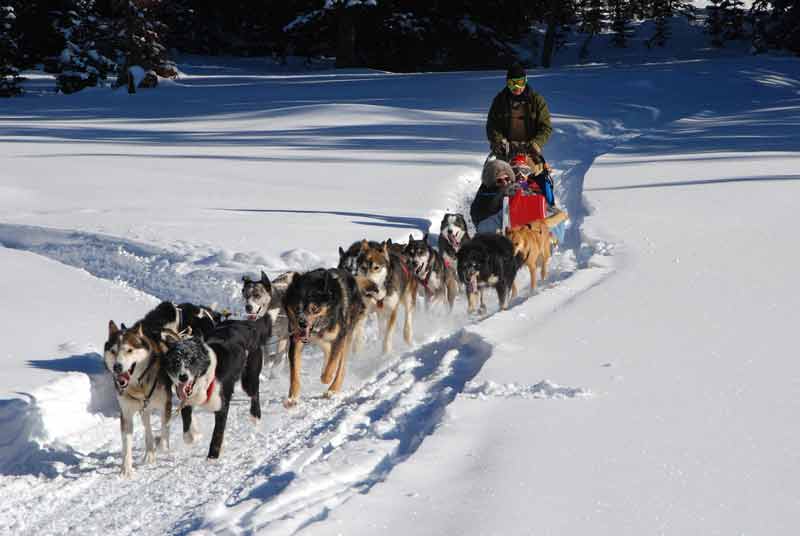 Balade en traîneau à chiens près d’un chalet de luxe dans les Alpes, expérience inoubliable en pleine nature enneigée