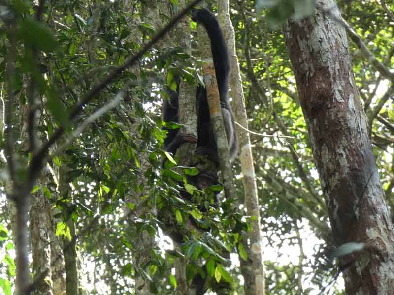 Chimpanzé dans les arbres du parc national du Taï, en Côte d’Ivoire, au cœur de la forêt tropicale classée au patrimoine mondial de l’UNESCO