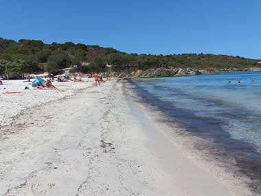 Algues dans l'eau de la plage du Lotu (Corse, France)