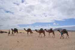 Balade en chameau dans le désert de Fuerteventura (Espagne, Europe)