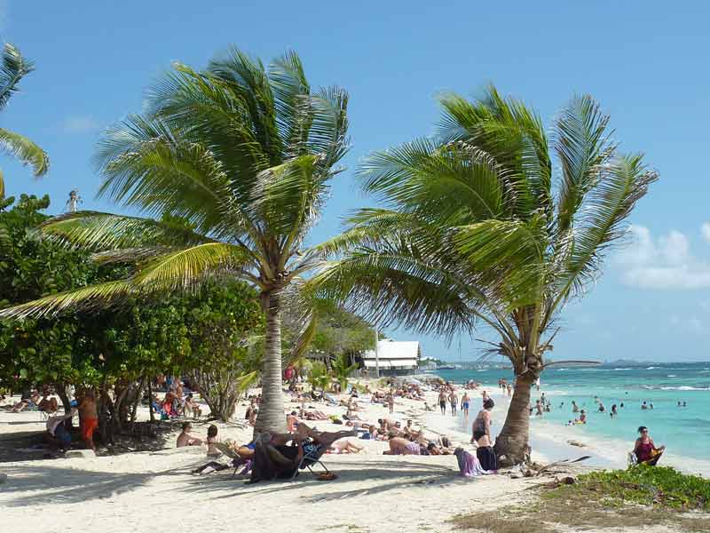 Plage des Raisins Clairs en Guadeloupe, sable clair, palmiers et eau turquoise
