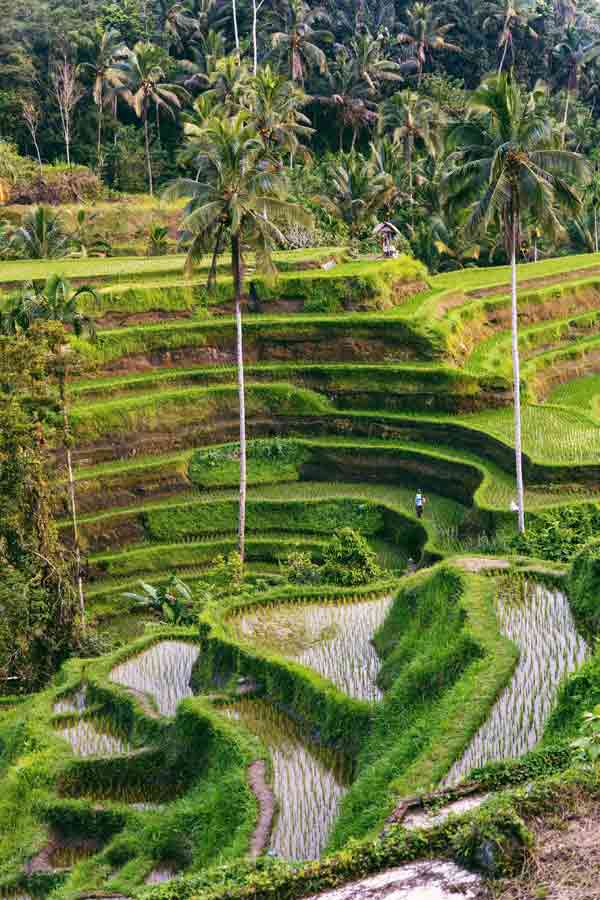 Rizières en terrasses à Bali, palmiers et paysages verdoyants typiques de l’île indonésienne