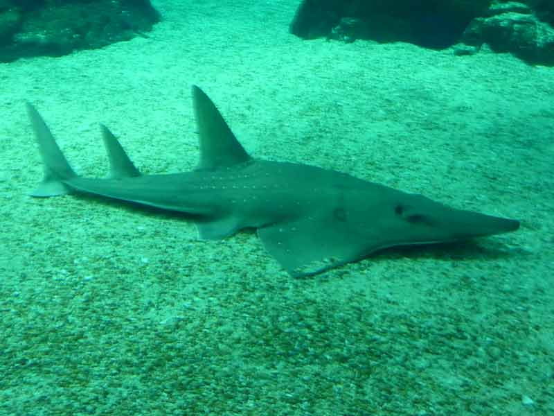 Requin dans un aquarium à l'oceanário de Lisboa (Portugal)