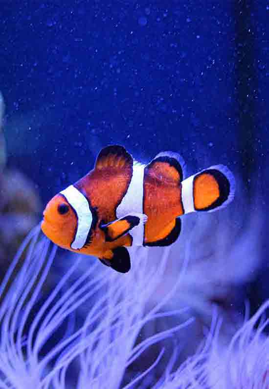 Poisson clown  l'oceanrio de Lisbonne