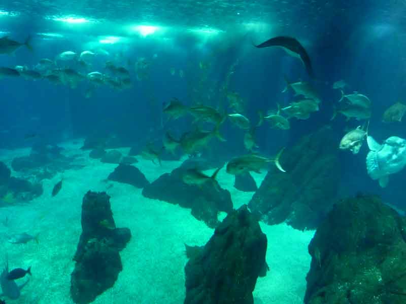 Aquarium géant rempli de poissons à l'oceanário de Lisboa (Portugal)
