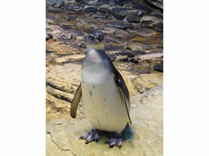 Pingouin à l'océanarium de Lisbonne (Portugal)