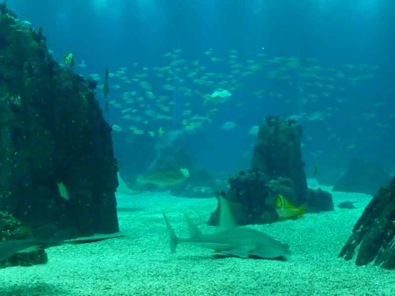 Poissons et requins dans un aquarium de l'océanarium de Lisbonne (Portugal)