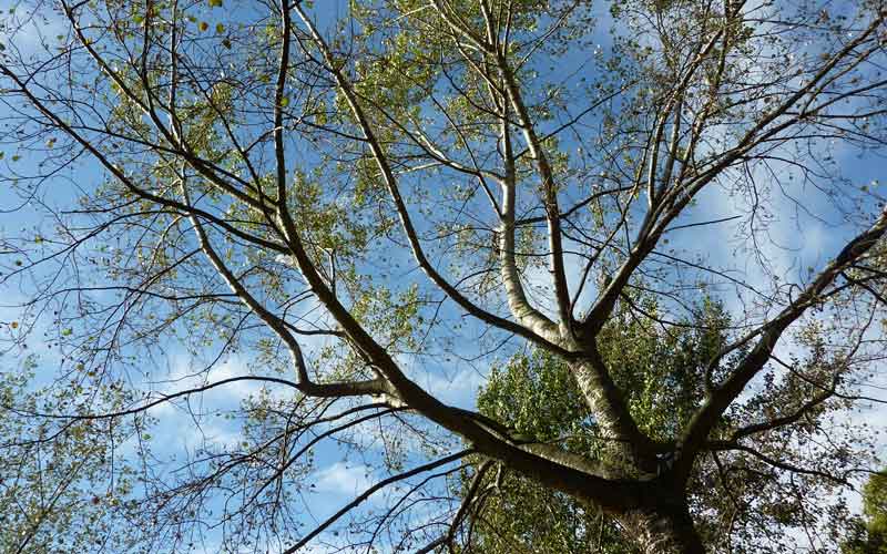 Sieste sous un arbre