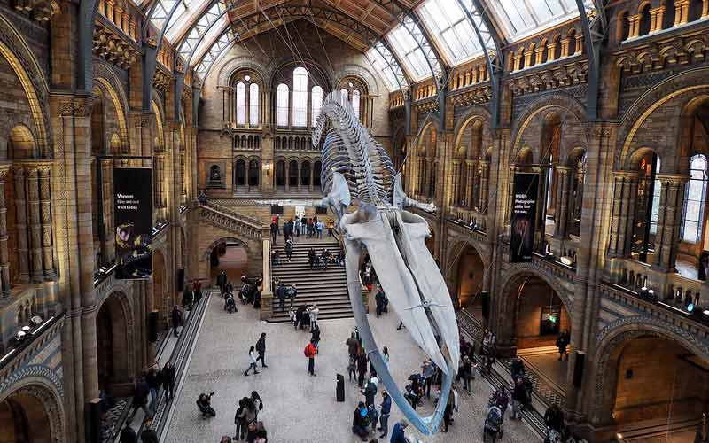 Squelette de baleine, Natural History Museum (musée d'histoire naturelle de Londres)