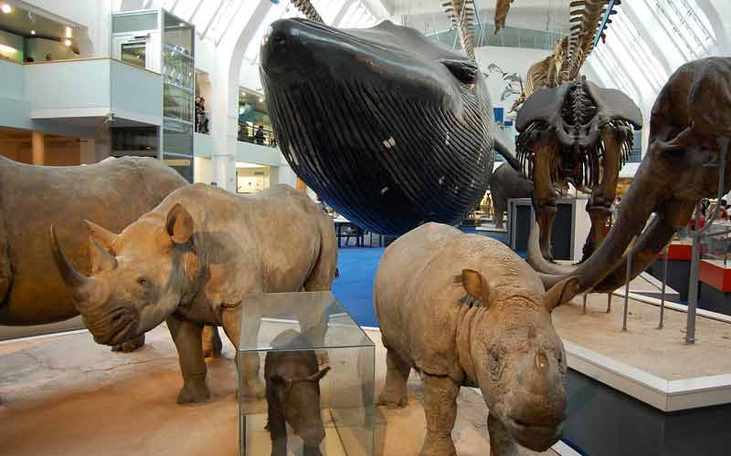 Rhinocéros, éléphants et baleines dans la galerie des mammifères du musée d'histoire naturelle de Londres
