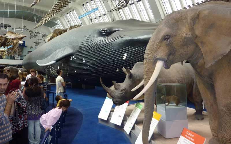 Galerie des mammifères (musée d'histoire naturelle de Londres)