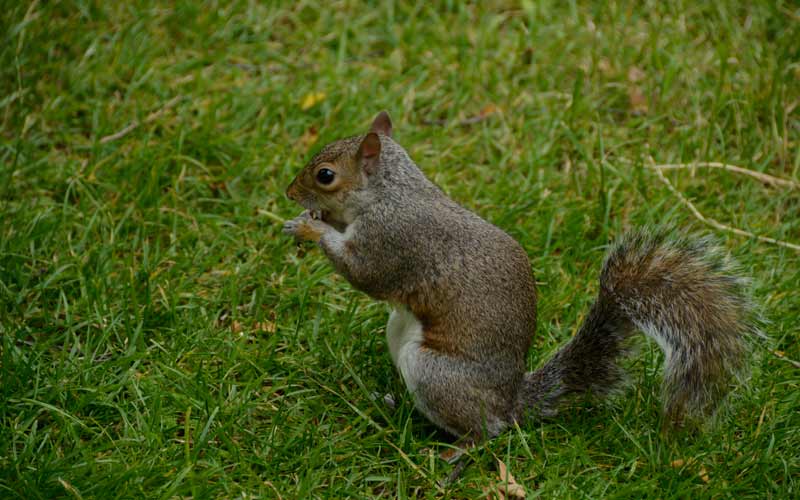 Rencontre avec les écureuils de Saint James Park