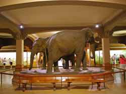 Eléphants dans la salle des mammifères asiatiques, Musée d'Histoire Naturelle Américain, New York