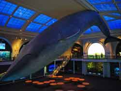 Reconstitution d’une baleine bleue (longue de 30 mètres) suspendue dans le hall consacré à la vie océanique, American Museum of Natural History (NYC)