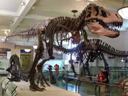 Squelettes de dinosaures au Musée d'Histoire Naturelle Américain