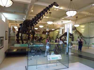 Squelettes de dinosaures à l’American Museum of Natural History de New York