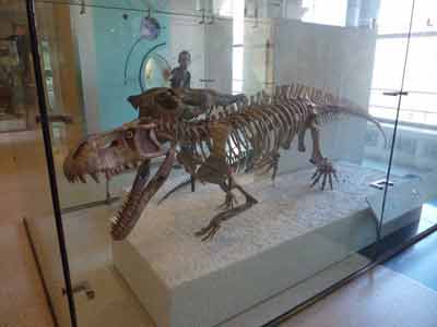 Squelette de dinosaure au Musée d'Histoire Naturelle Américain de New York