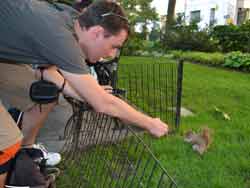 Touriste qui donne à manger à un écureuil au Madison square park