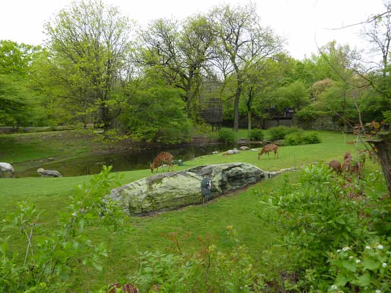 Biches au zoo du Bronx, New York