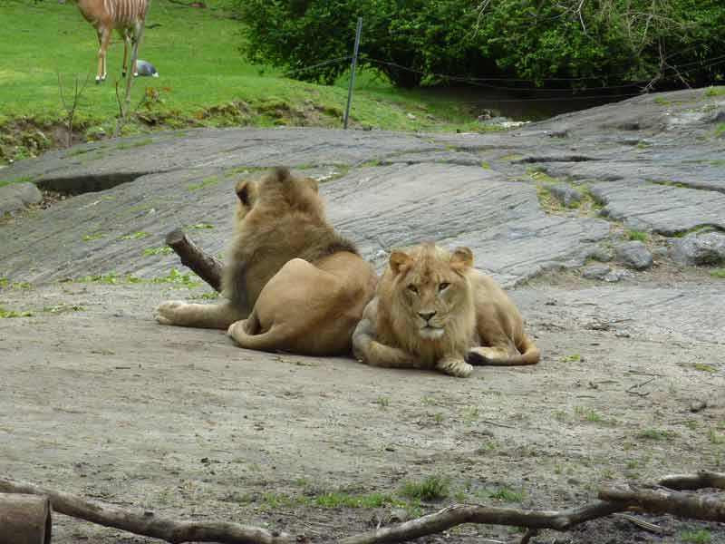 Lions au zoo du Bronx, New York